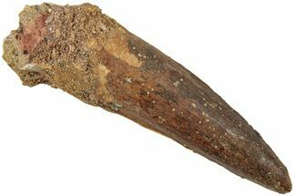 Fossil Spinosaurus Tooth - Real Dinosaur Tooth #234304