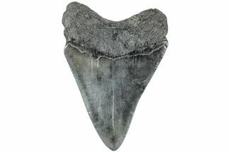 Serrated, Fossil Megalodon Tooth - South Carolina #234108
