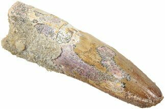 Fossil Spinosaurus Tooth - Real Dinosaur Tooth #234326
