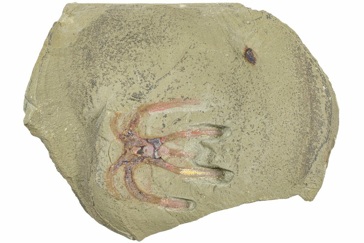 185 Soft Bodied Marrellomorph Furca Fossil Fezouata Formation 233528 For Sale 