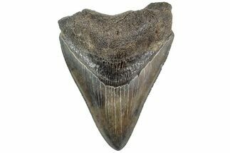 Serrated, Fossil Megalodon Tooth - South Carolina #234181
