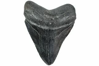 Fossil Megalodon Tooth - South Carolina #234185