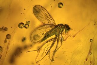 Detailed Fossil Dance Fly (Empididae) In Baltic Amber #234480