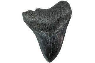 Fossil Megalodon Tooth - South Carolina #234193