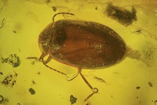 Detailed Fossil Beetle (Coleoptera) and Fly (Diptera) in Baltic Amber #234488