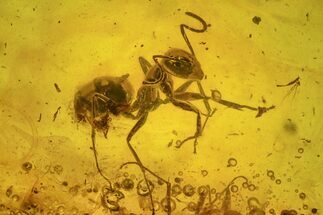 Fossil Ant (Formicidae) and Fly (Diptera) in Baltic Amber #234500