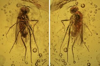 Detailed Fossil Dance Fly (Empididae) In Baltic Amber - Huge Eyes! #234503