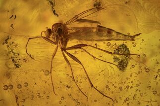 Detailed Fossil Fungus Gnat (Sciaridae) In Baltic Amber #234559
