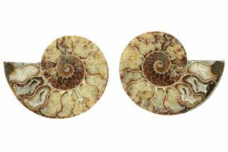 Cut & Polished, Agatized Ammonite Fossil - Madagascar #234407