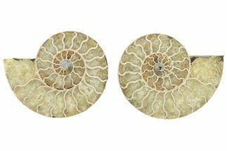 Cut & Polished, Agatized Ammonite Fossil - Madagascar #234408