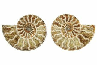 Cut & Polished, Agatized Ammonite Fossil - Madagascar #234410