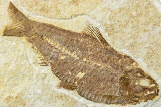 Fossil Fish (Knightia) - Green River Formation #234219