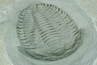 Lower Cambrian Trilobite (Termierella) - Issafen, Morocco #234551