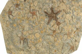 Wide Slab Of Fossil Starfish, Brittlestars, Crinoids & Corals #234591