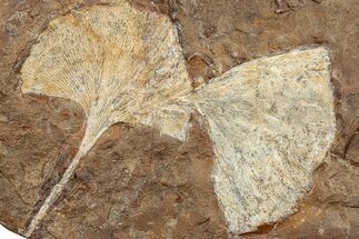 Two Fossil Ginkgo Leaves From North Dakota - Paleocene #234586