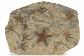 Wide Slab Of Fossil Starfish, Brittlestars & Corals #234624