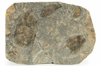 Eudolalites with Eudolalites Trilobites & Other Arthropod Fossils #234626