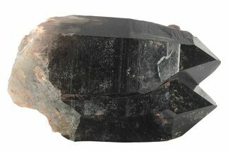 Multi-Terminated, Natural Smoky Quartz Crystal - Colorado #234658