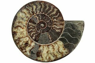 Cut & Polished Ammonite Fossil (Half) - Madagascar #233784