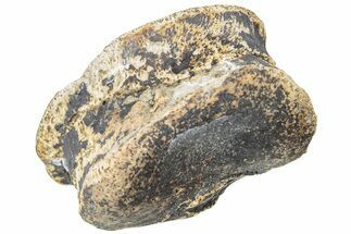 Hadrosaur (Edmontosaurus) Finger Bone - Wyoming #234722