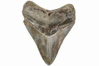 Serrated, Fossil Megalodon Tooth - South Carolina #234514