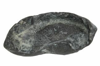 Fossil Whale Ear Bone - South Carolina #234943