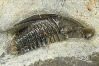 Detailed Diademaproetus Trilobite - One Half Prepared #234993