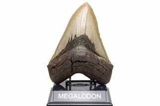 Serrated, Fossil Megalodon Tooth - North Carolina #235119