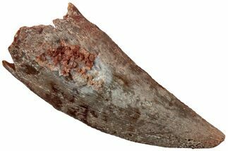 Raptor Tooth - Real Dinosaur Tooth #234871