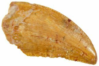 Serrated, Raptor Tooth - Real Dinosaur Tooth #234877