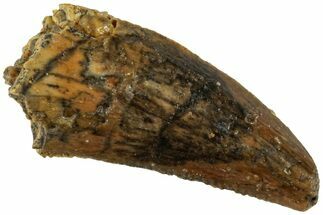 Serrated, Raptor Tooth - Real Dinosaur Tooth #234879