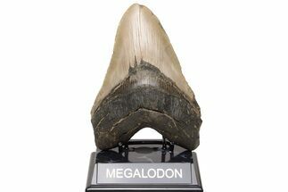 Serrated, Fossil Megalodon Tooth - North Carolina #235125