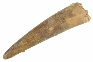 Fossil Pterosaur (Siroccopteryx) Tooth - Morocco #235017