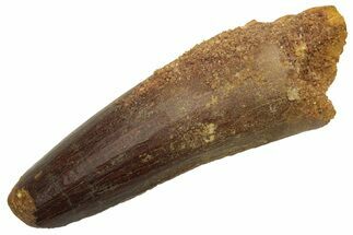 Fossil Spinosaurus Tooth - Real Dinosaur Tooth #235042