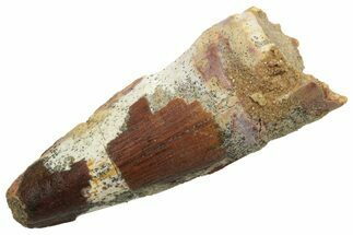 Fossil Spinosaurus Tooth - Real Dinosaur Tooth #235046