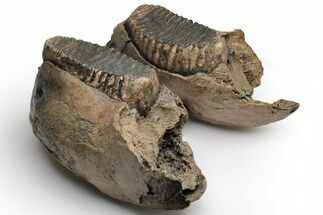 Woolly Mammoth Partial Mandible with M Molars - Germany #235236