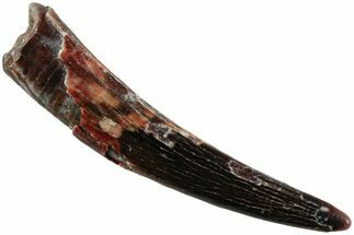 Fossil Pterosaur (Siroccopteryx) Tooth - Morocco #234953