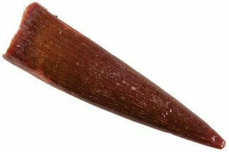 Fossil Pterosaur (Siroccopteryx) Tooth - Morocco #234957