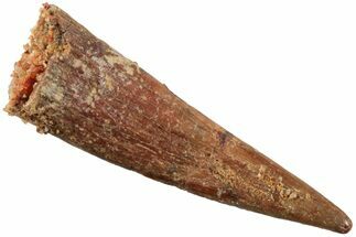 Fossil Pterosaur (Siroccopteryx) Tooth - Morocco #234960