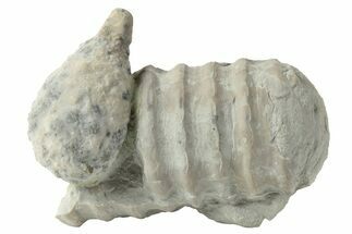 Cystoid (Holocystites) Fossil - Indiana #232699
