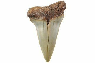 Fossil Broad-Toothed Mako Shark Tooth - North Carolina #235211