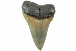 Fossil Broad-Toothed Mako Shark Tooth - North Carolina #235220