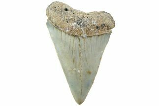 Fossil Broad-Toothed Mako Shark Tooth - North Carolina #235228