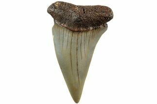Fossil Broad-Toothed Mako Shark Tooth - North Carolina #235233