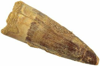 Fossil Spinosaurus Tooth - Real Dinosaur Tooth #235110