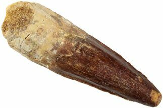 Fossil Spinosaurus Tooth - Real Dinosaur Tooth #235088