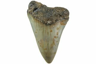 Fossil Broad-Toothed Mako Shark Tooth - North Carolina #235178