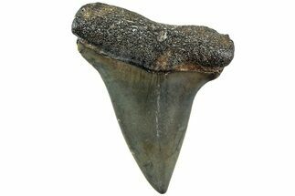 Fossil Broad-Toothed Mako Shark Tooth - North Carolina #235186