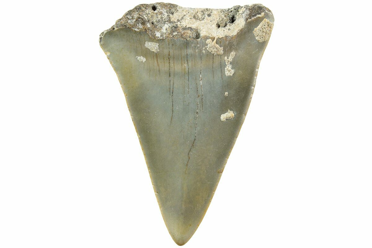2.42" Fossil BroadToothed "Mako" Shark Tooth North Carolina (235200