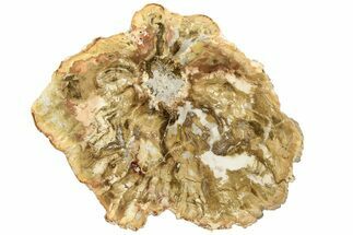 Unusual Petrified Wood Slab - Madagascar #235394